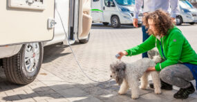 Hundedusche Waumobil